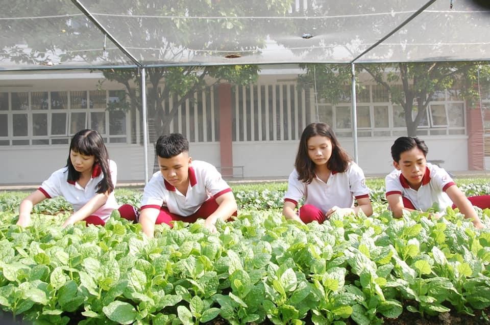 Vườn rau sạch Trường Ngô Thời Nhiệm tại cơ sở Bình Dương